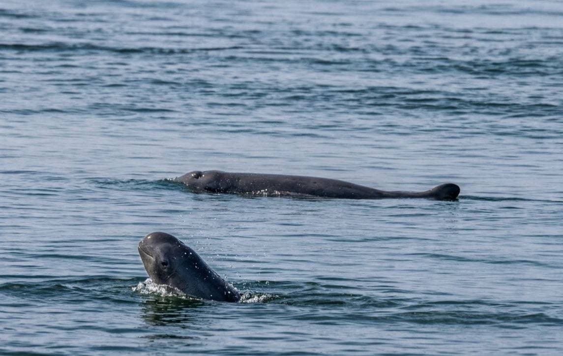 ចំនួនផ្សោតទន្លេមេគង្គ កើនឡើងដល់ ១១៧ បន្ទាប់ពីប្រទះឃើញកូនផ្សោតកើតថ្មី ១ក្បាលនៅអន្លង់ផ្សោតកាំពី ក្នុងស្រុកចិត្របុរី ខេត្តក្រចេះ