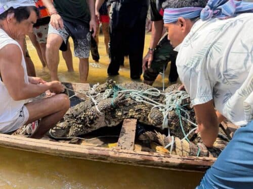 អាជ្ញាធរក្រុងប៉ោយប៉ែត ចុះអន្តរាគមន៍ចាប់សត្វក្រពើហូរឆ្លងដែនមកពីថៃ